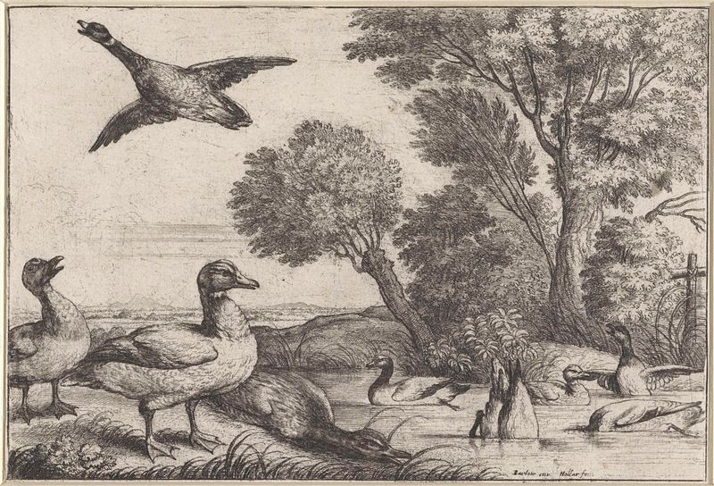 Patos en un estanque, grabado de Wenceslaus Hollar
