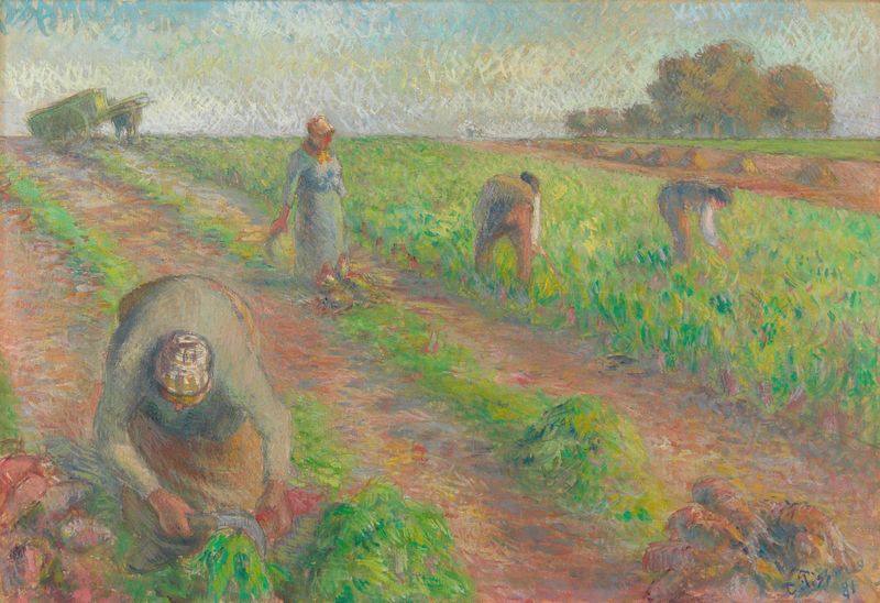 A Colheita de Beterrabas de Camille Pissarro, óleo sobre tela, retrata trabalhadores colhendo beterrabas em uma paisagem v...