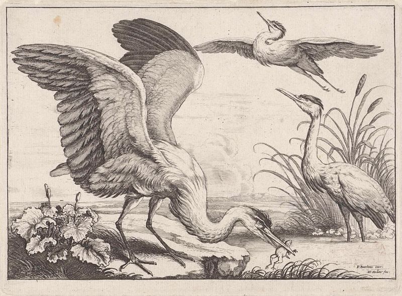 Três garças na água em uma gravura de Wenceslaus Hollar