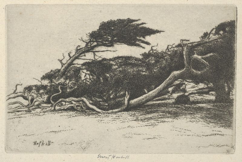 Wind Bent Cypress de Ernest Haskell, acuarela sobre papel que muestra un ciprés retorcido.