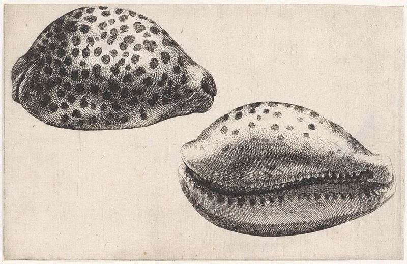 Gravura de Wenceslaus Hollar retratando uma concha de tigre com texturas intrincadas.