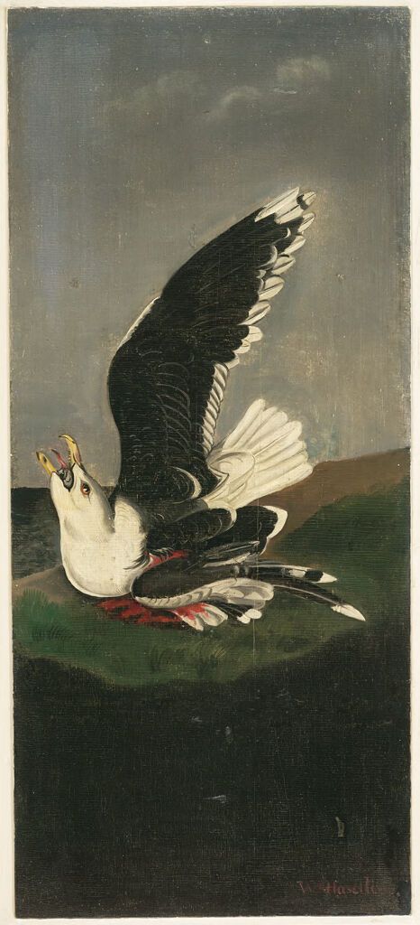 Gavinha-de-costas-negras de William Stanley Haseltine, meio de madeira