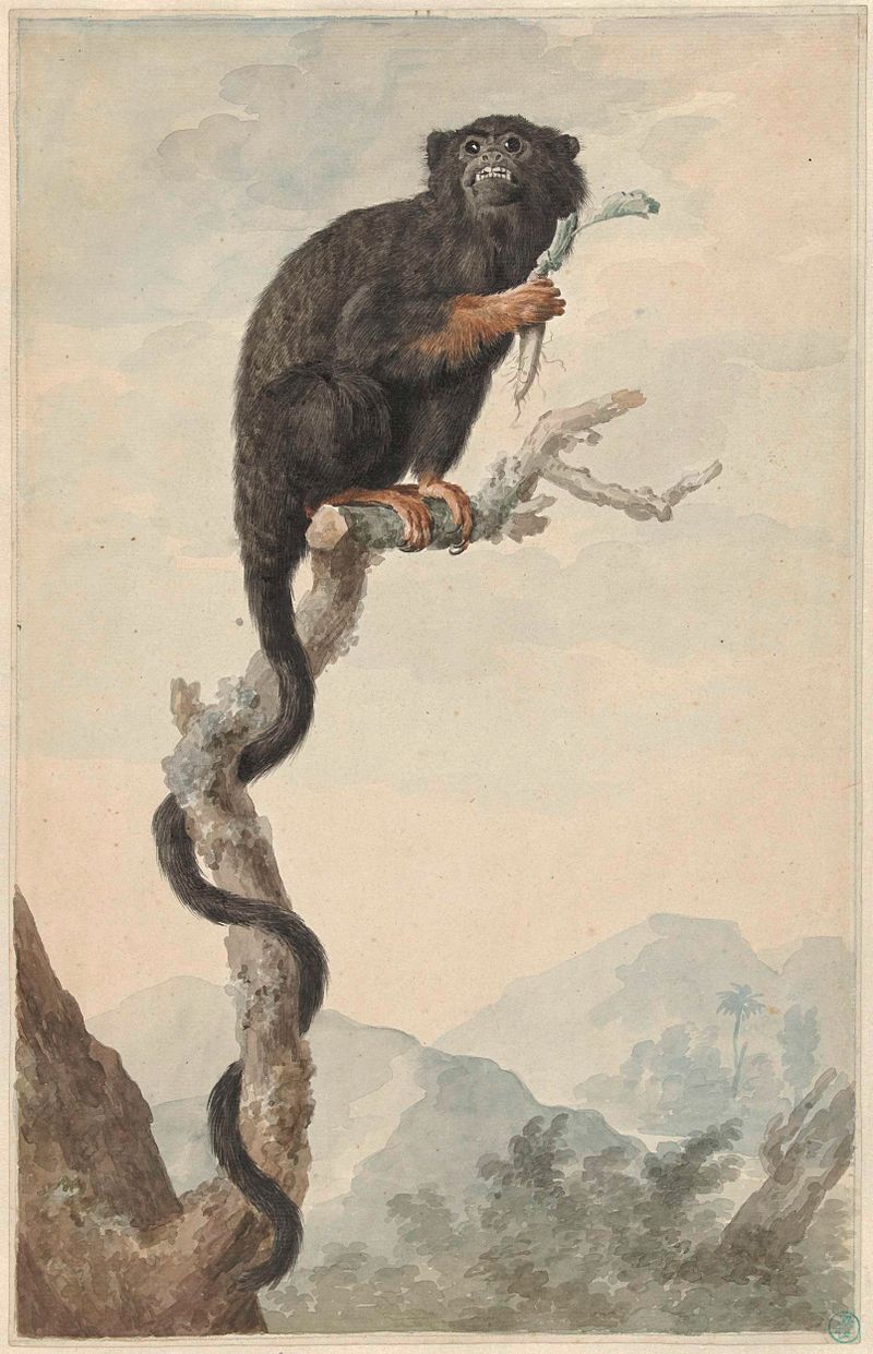 A Red-handed Tamarin, oil on canvas by Jacob Perkois