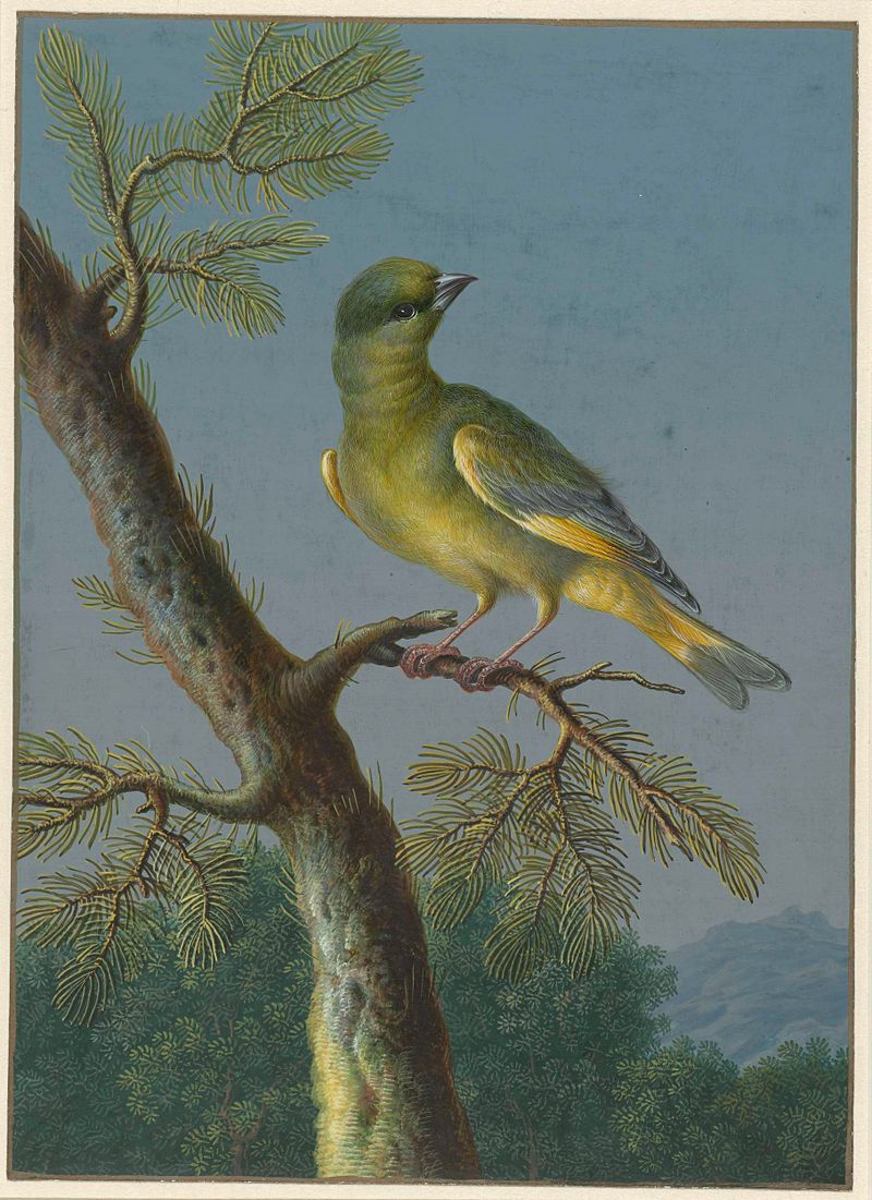 Watercolour by Barbara Regina Dietzsch depicting a greenfinch with vibrant feathers
