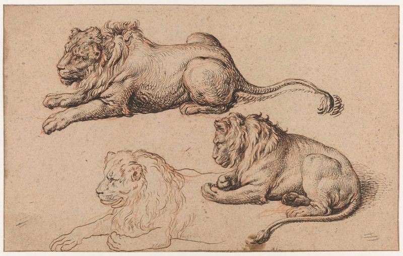 Três Estudos de um Leão Reclinante, desenho em papel de Jacques de Gheyn