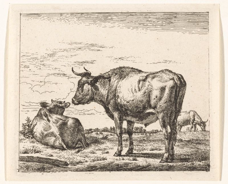 Gravura de Adriaen van de Velde representando um touro com tons terrosos ricos e sombras dinâmicas
