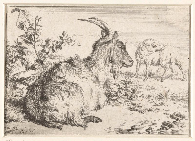 Gravura de Adriaen van de Velde mostrando uma cabra com pelagem suave e jogo de luz.