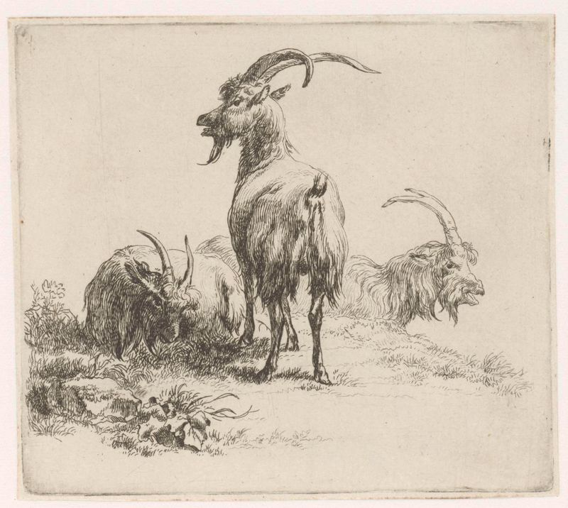 Drie bokken grabado de Nicolaes Pietersz Berchem mostrando tres cabras en un bosque