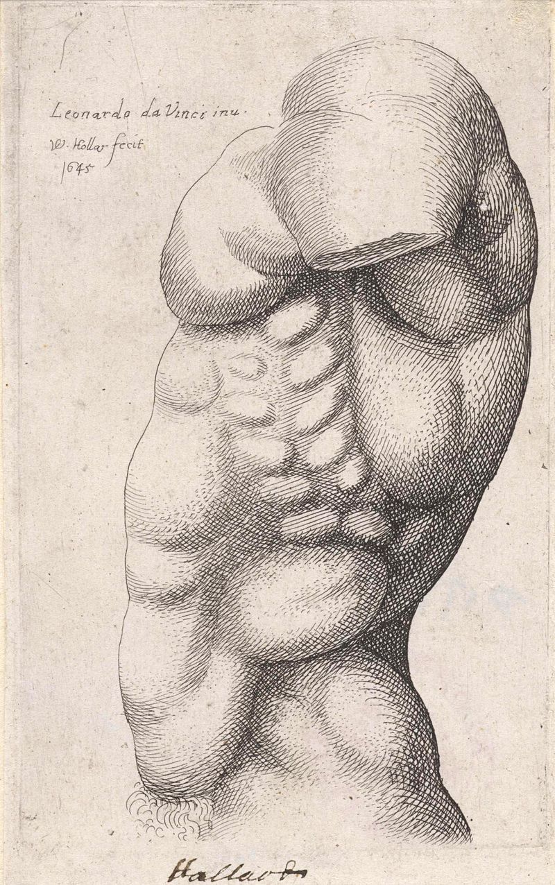 Estudo anatômico de um torso masculino em gravura de Wenceslaus Hollar