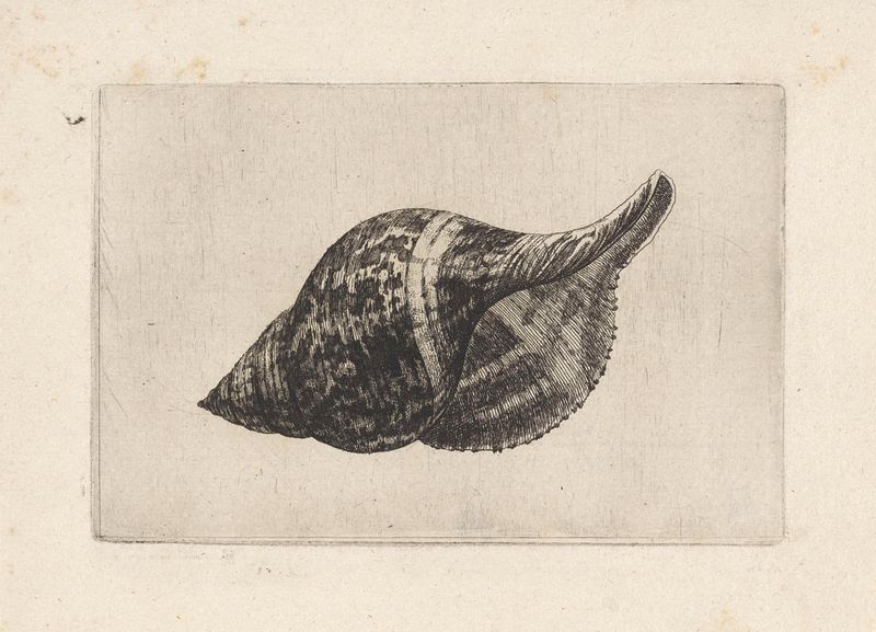 Grabado de Wenceslaus Hollar que muestra un caparazón detallado con luz suave