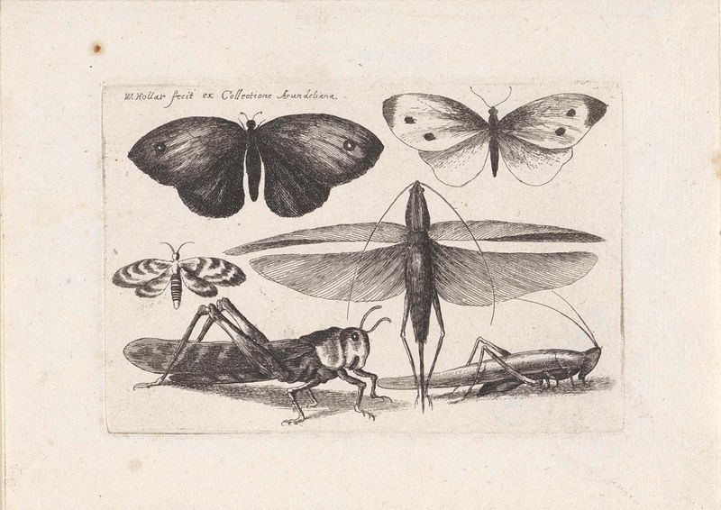 Borboleta descansando entre a grama, gravura de Wenceslaus Hollar