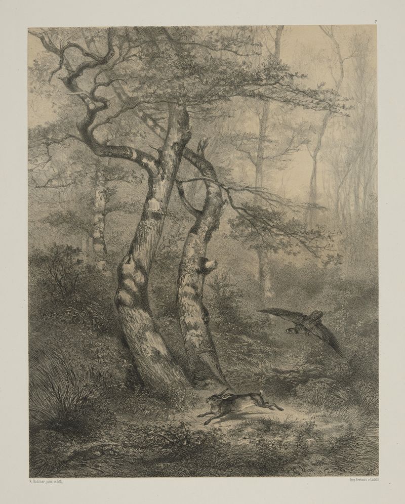 Lebre perseguida por um gavião, aquarela sobre papel de Karl Bodmer