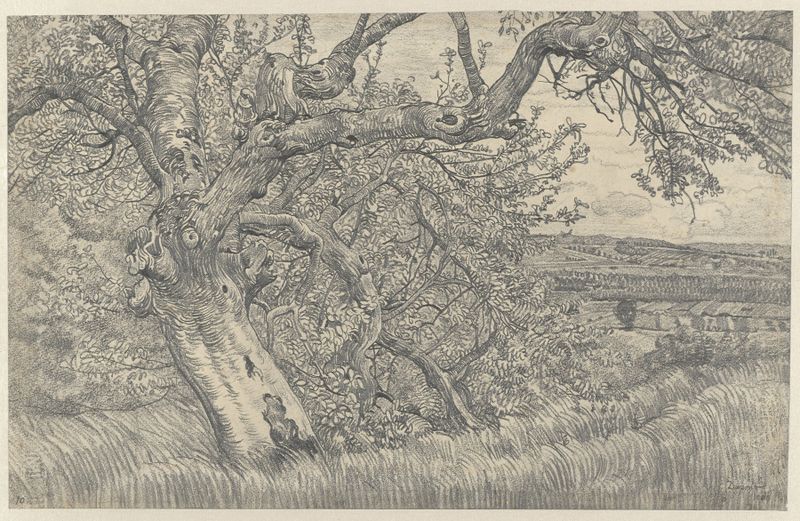 Oude boom in glooiend landschap de Pieter Dupont, realismo, representando un árbol extenso en un paisaje.