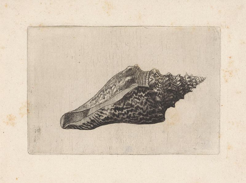 Gravura de Wenceslaus Hollar de uma concha detalhada