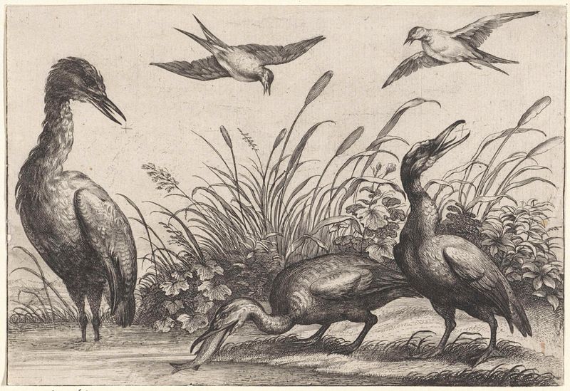 Gravura de artista desconhecido mostrando garças e andorinhas em voo sobre a água