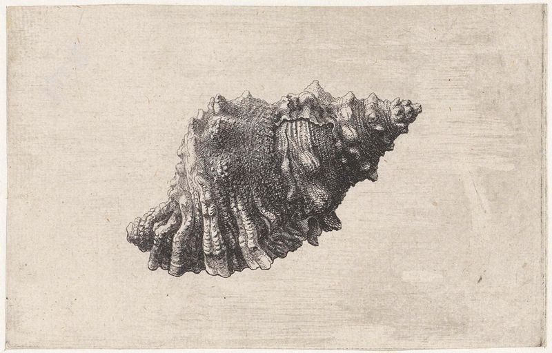 Gravura de Wenceslaus Hollar mostrando uma concha detalhada