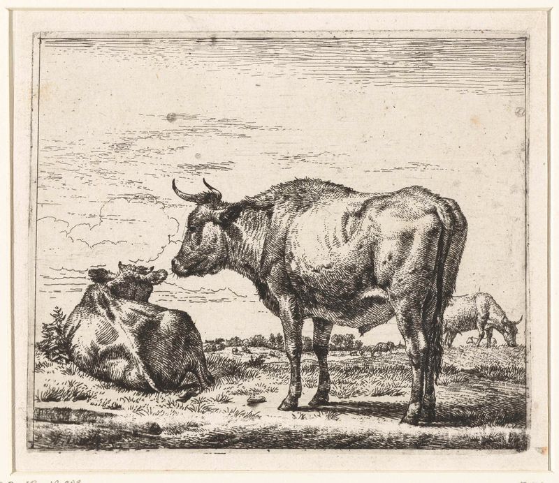 Etching by Adriaen van de Velde depicting a powerful bull with strong musculature