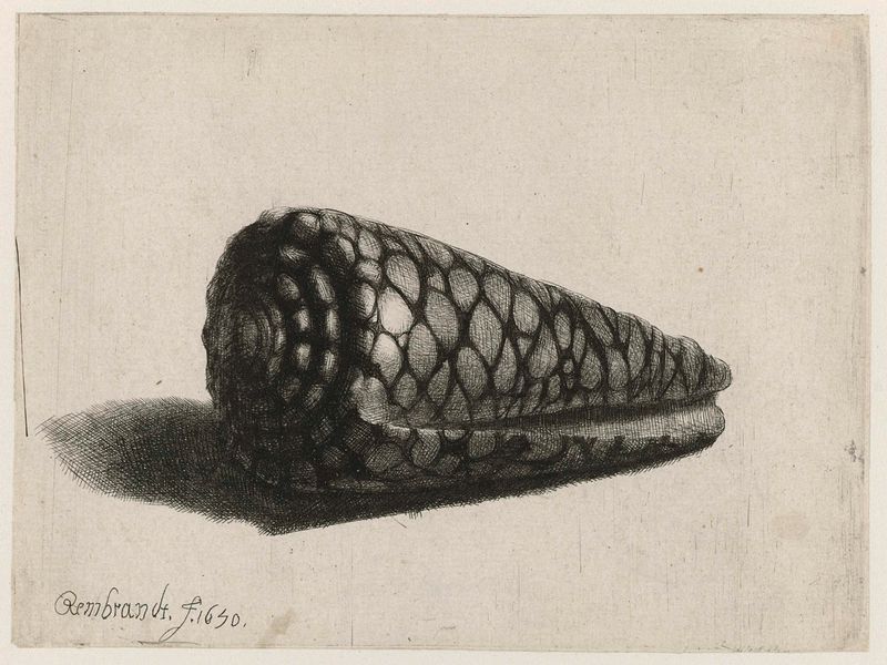 Grabado de un caparazón de cono marmoleado por Rembrandt van Rijn