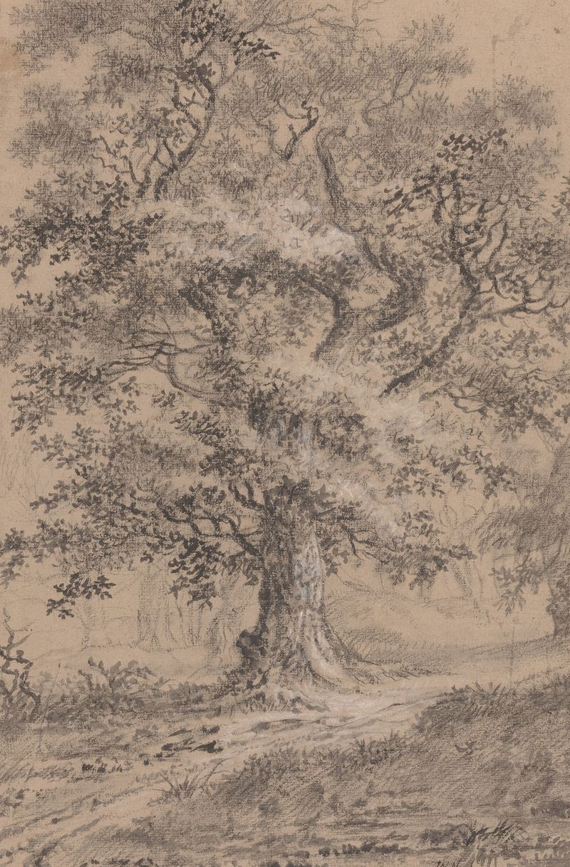 A Leafy Oak de Johann Caspar Huber, óleo sobre tela, retratando um majestoso carvalho ao longo de um caminho na floresta.