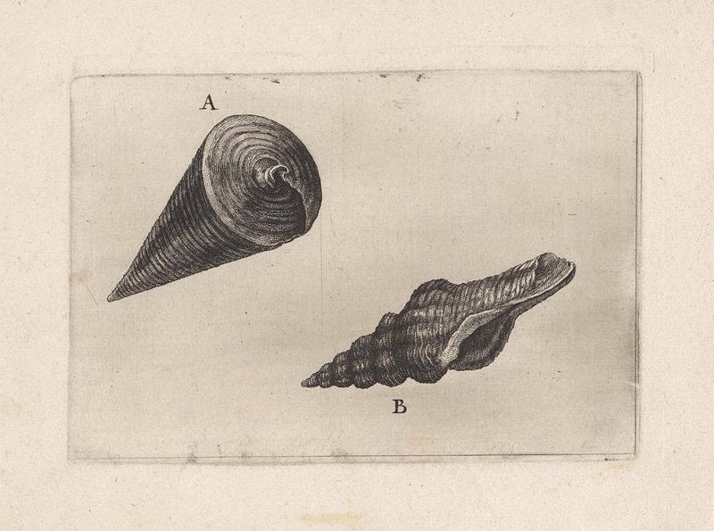 Grabado de conchas marinas por Wenceslaus Hollar
