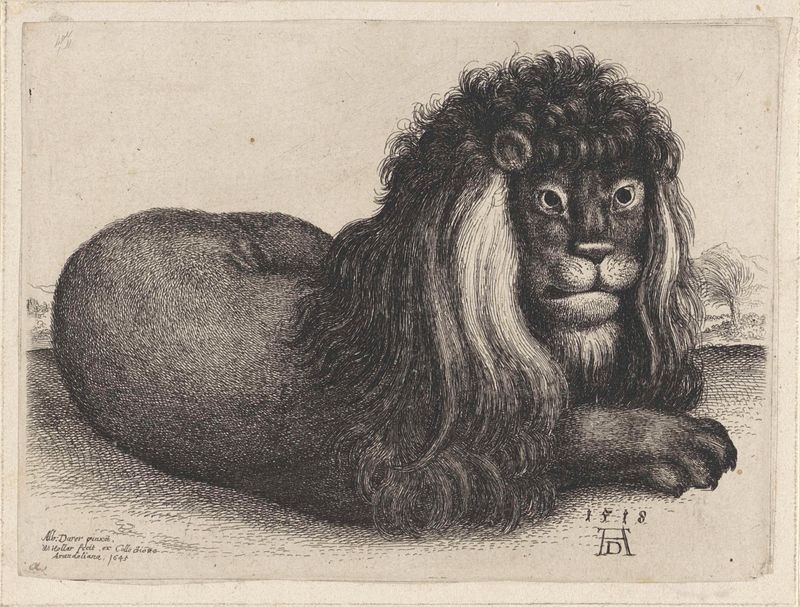 Grabado de Wenceslaus Hollar que representa un león con pelaje detallado.