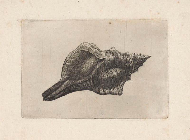 Grabado de Wenceslaus Hollar que representa una concha vibrante con detalles intrincados.