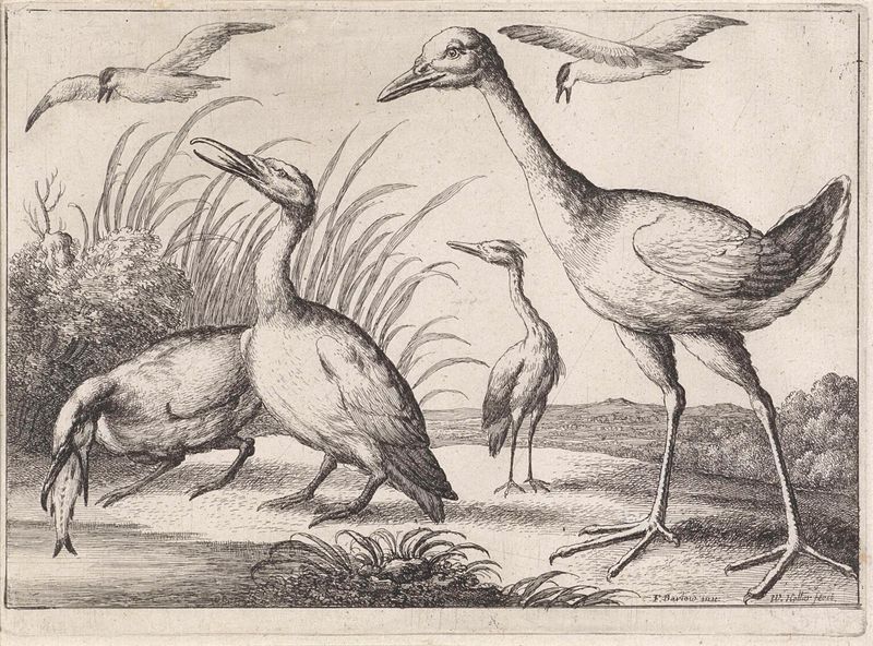Grabado Watervogels de Wenceslaus Hollar mostrando aves acuáticas en agua tranquila