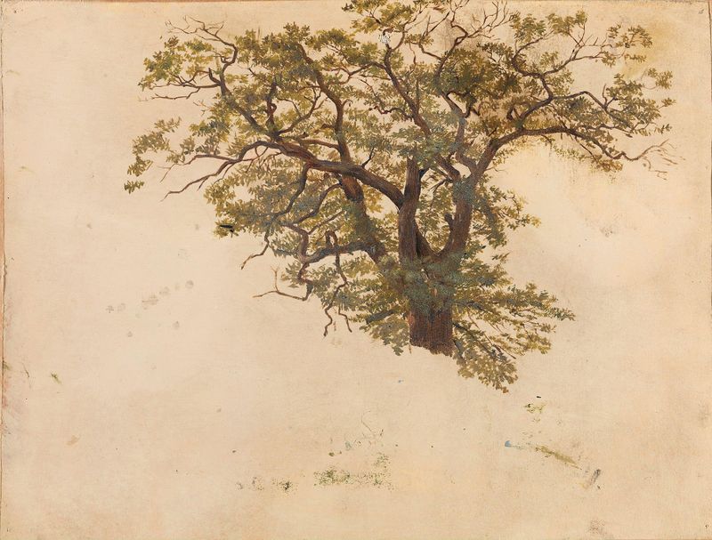 Estudio de un Roble de Adolph Tidemand, óleo de un majestuoso roble con corteza y ramas detalladas.