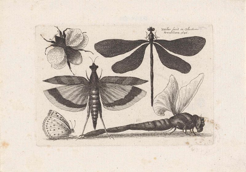 Gravura de Wenceslaus Hollar mostrando libélulas, uma abelha e flores