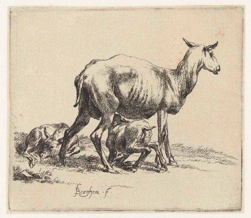 Grabado de Nicolaes Pietersz Berchem que muestra ovejas y corderos en un prado iluminado por el sol.