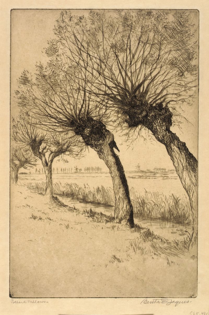 Pollard willows in Rijsord, Holland, etching by Bertha Jaques
