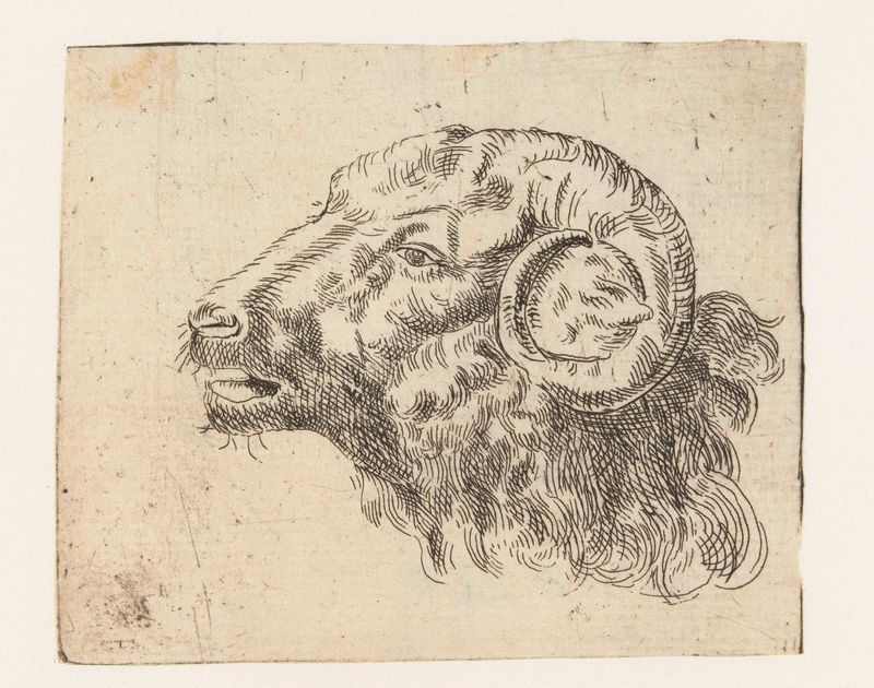 Grabado de la cabeza de un carnero por Unknown Artist, destacando los detalles intrincados de la piel y los cuernos.