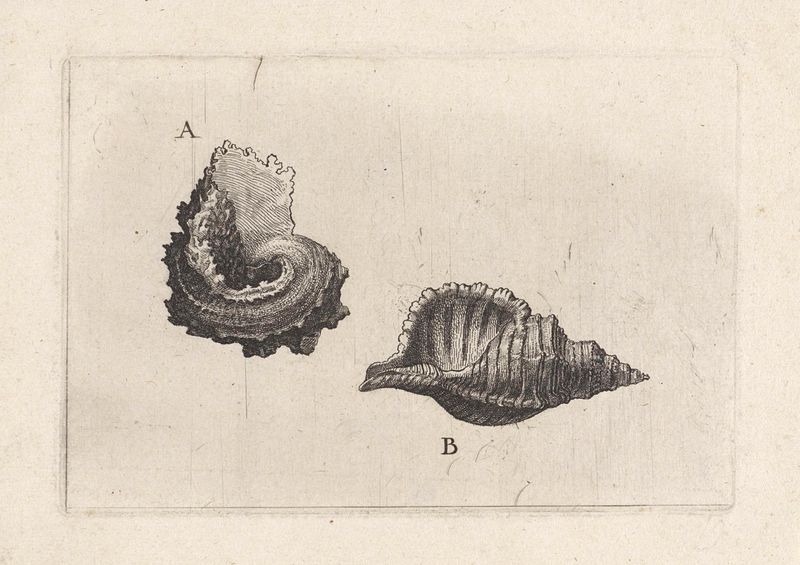 Gravura de Wenceslaus Hollar com conchas marinhas e texturas intrincadas
