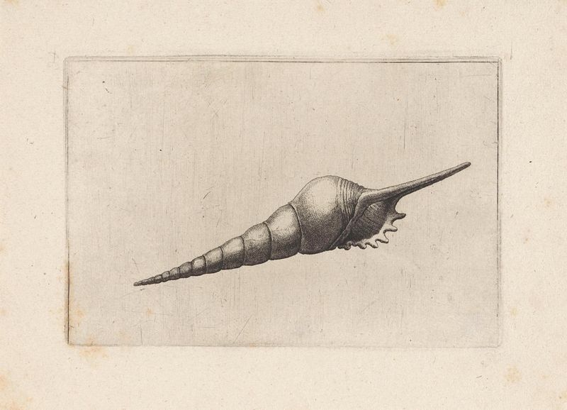 Grabado de Wenceslaus Hollar que representa una concha detallada