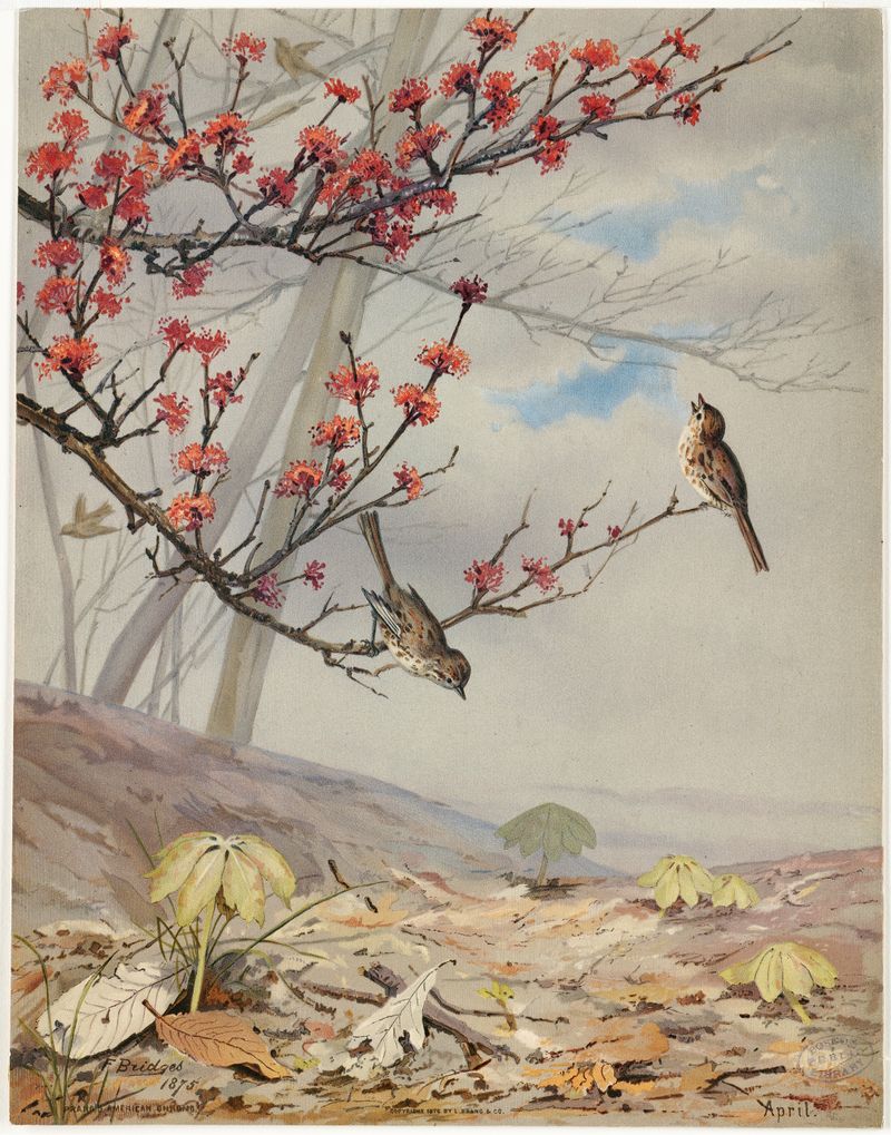 Watercolour by Fidelia Bridges depicting spring flowers and a blue sky