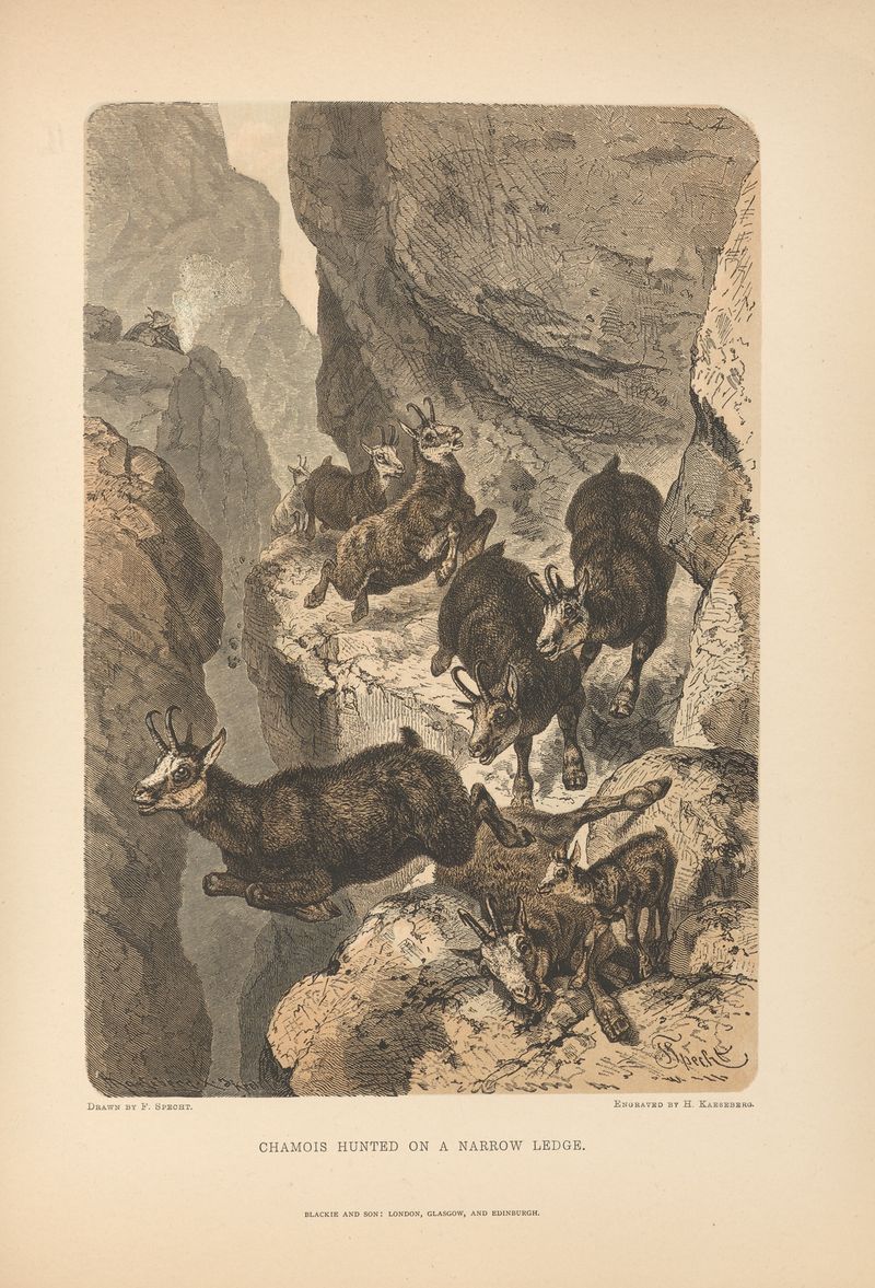 Chamois Hunted on a Narrow Ledge, pintura a óleo de Theodor Gsell Fels