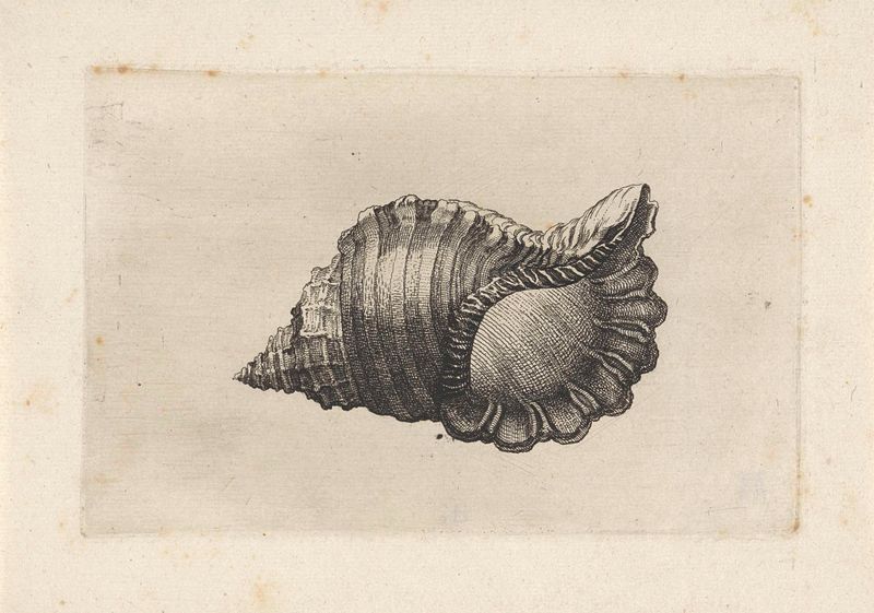 Gravura de Wenceslaus Hollar retratando uma concha com detalhes intrincados.