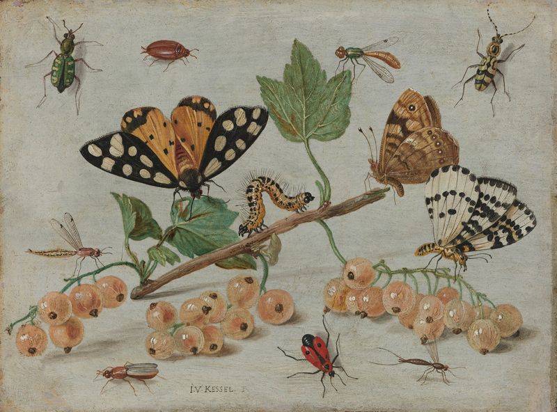 Racimo de grosellas blancas con insectos, óleo sobre cobre de Jan van Kessel