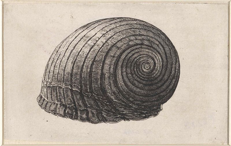 Gravura de concha tonna galea de Wenceslaus Hollar