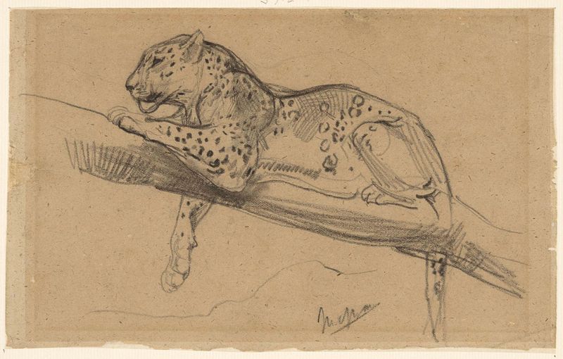 Leopardo descansando em um galho, obra em papel de John Macallan Swan