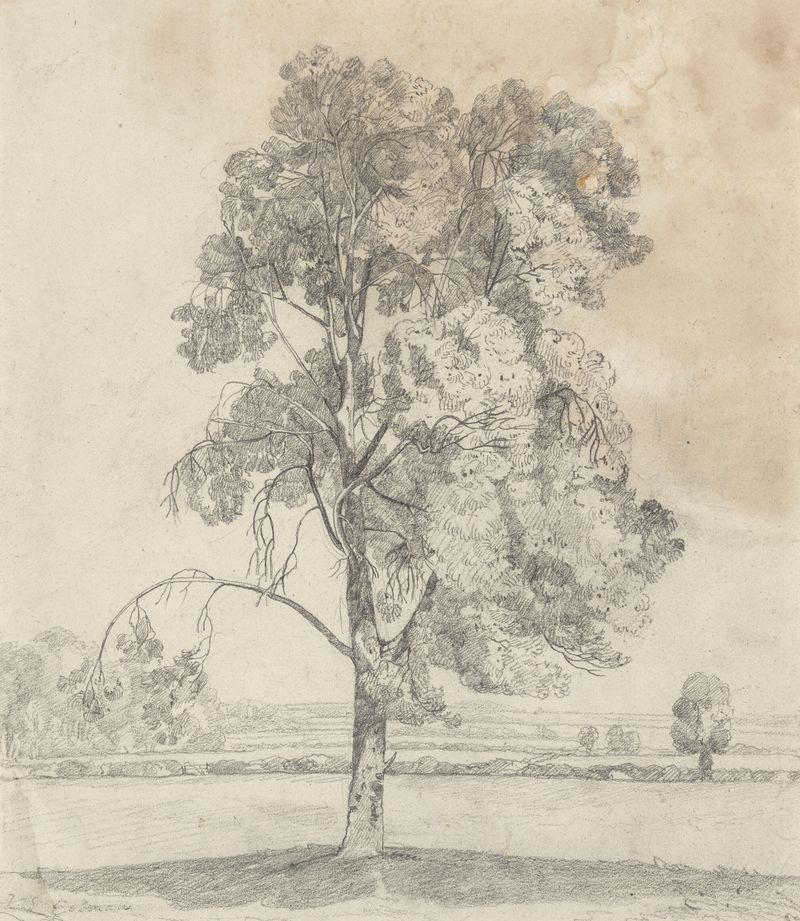 Aquarela de John Sell Cotman retratando uma árvore com galhos retorcidos e luz.
