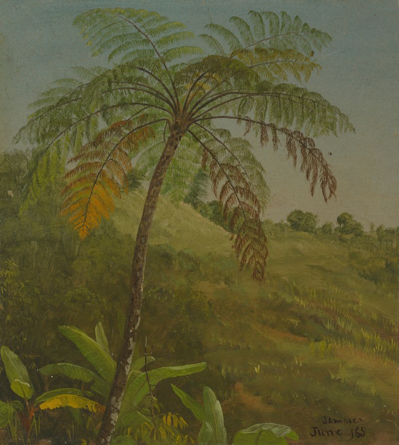 Palm Tree, Jamaica de Frederic Edwin Church, óleo sobre tela que retrata uma paisagem tropical com uma palmeira.