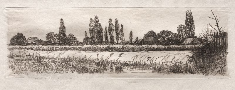 Cornfield de Otto Henry Bacher, óleo sobre lienzo que representa trigo dorado bajo la luz del sol.