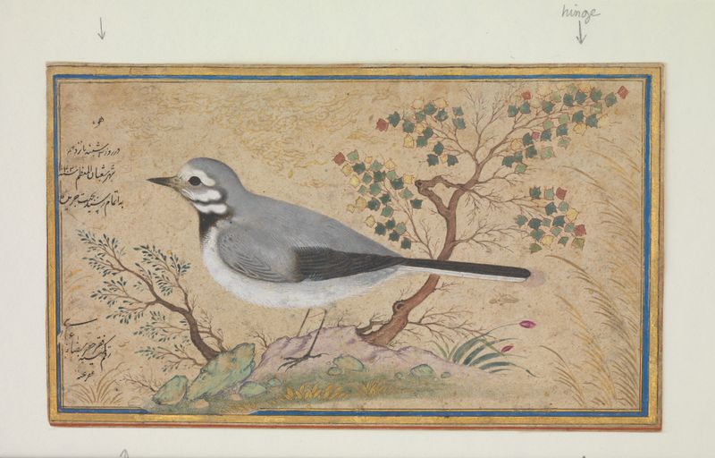 Study of a Bird by Riza-yi 'Abbasi, silver medium, featuring an elegant bird with intricate feathers.