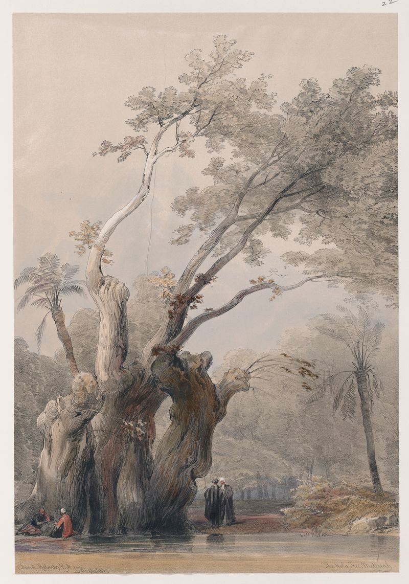 El árbol sagrado de Metereah de David Roberts, pintura al óleo que representa un árbol imponente y la naturaleza.