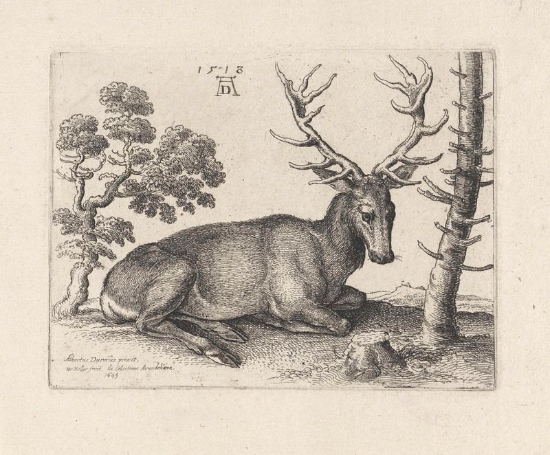 Grabado de Wenceslaus Hollar que muestra un ciervo acostado