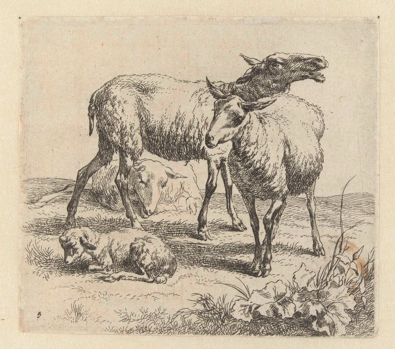 Grabado de Nicolaes Pietersz Berchem con una oveja audaz entre dos más y un cordero