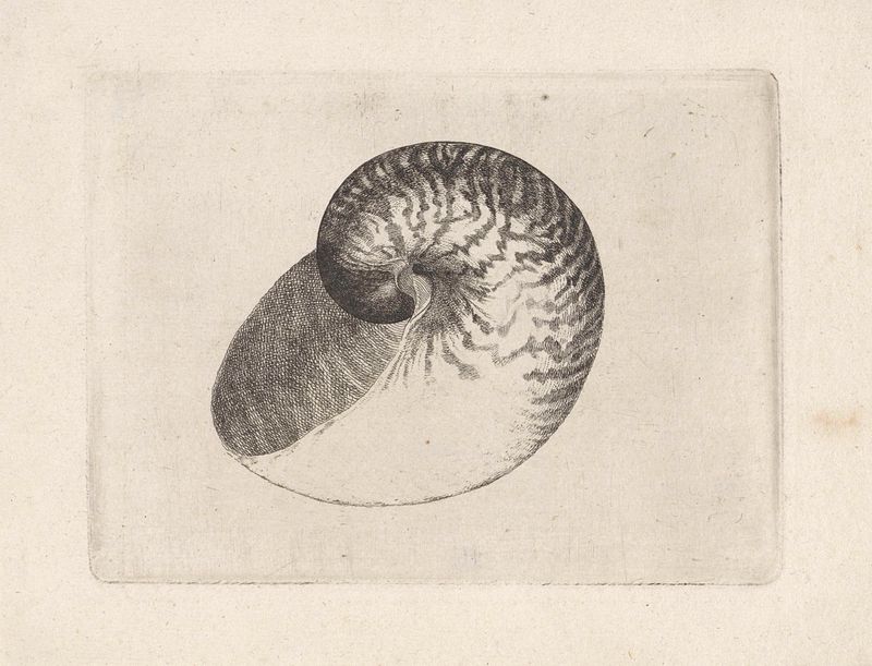 Grabado de concha de nautilus de Wenceslaus Hollar, mostrando detalles intrincados.