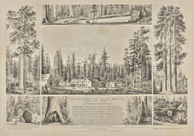 The Mammoth Tree Grove, uma paisagem de Thomas Almond Ayres, com árvores altas e luz do sol.