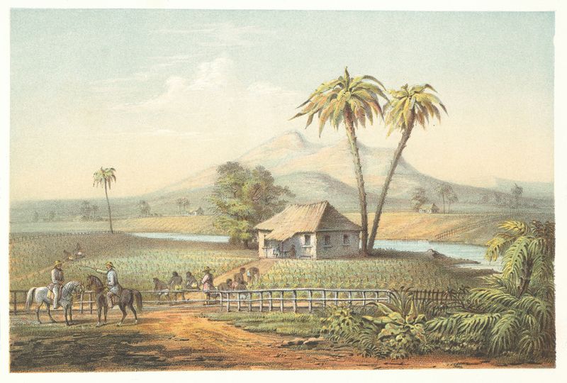 Paisagem de campos de tabaco sob a luz do sol, óleo sobre tela de Pierre Toussaint Frédéric Mialhe